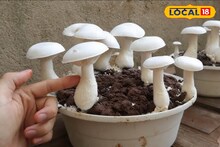 कमी गुंतवणुकीत व्हाल मालामाल, अशी करा मशरूम शेती, कृषी तज्ज्ञांनी दिल्या महत्त्वाच्या टिप्स