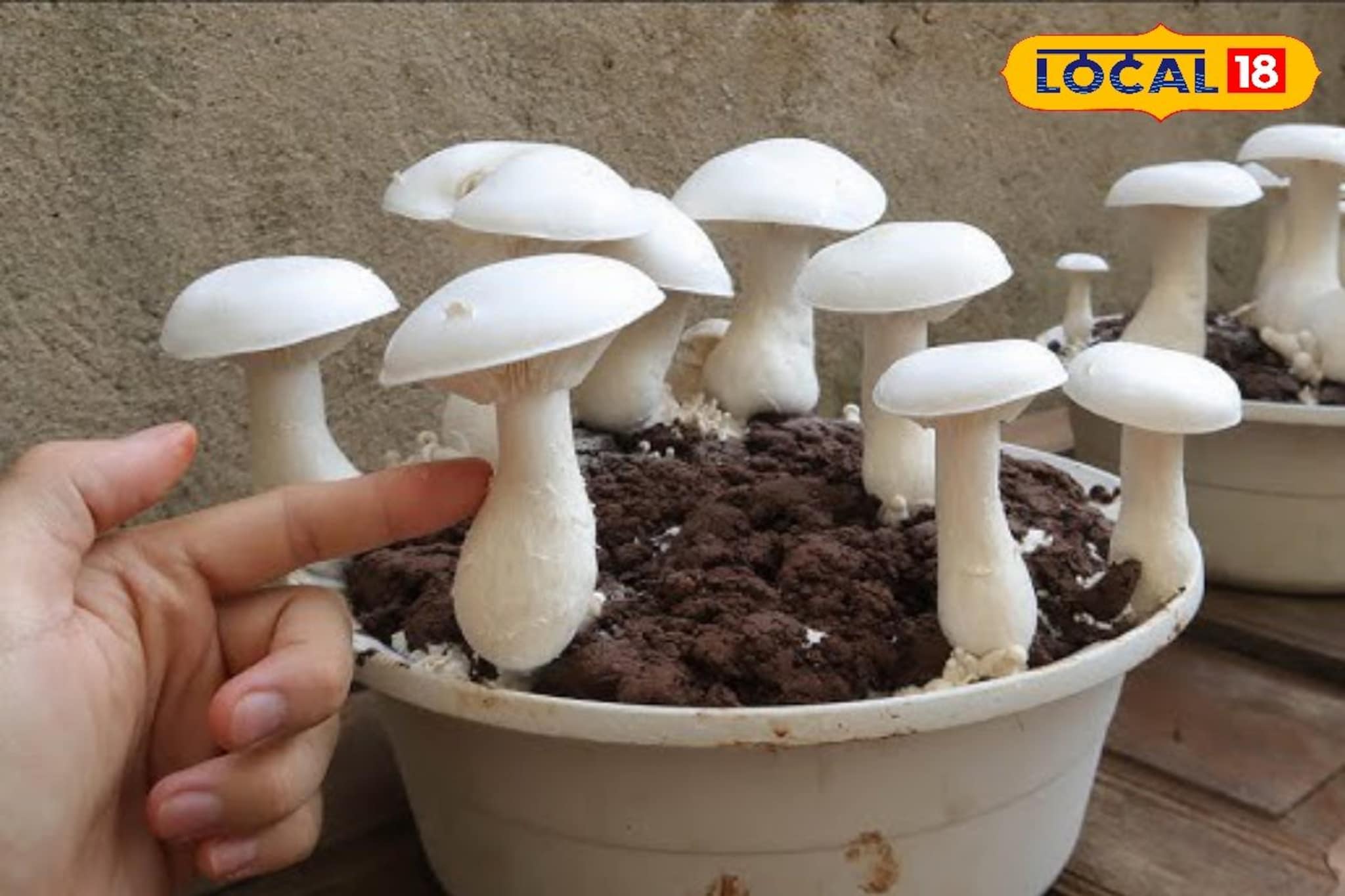 कमी गुंतवणुकीत व्हाल मालामाल, अशी करा मशरूम शेती, कृषी तज्ज्ञांनी दिल्या टिप्स