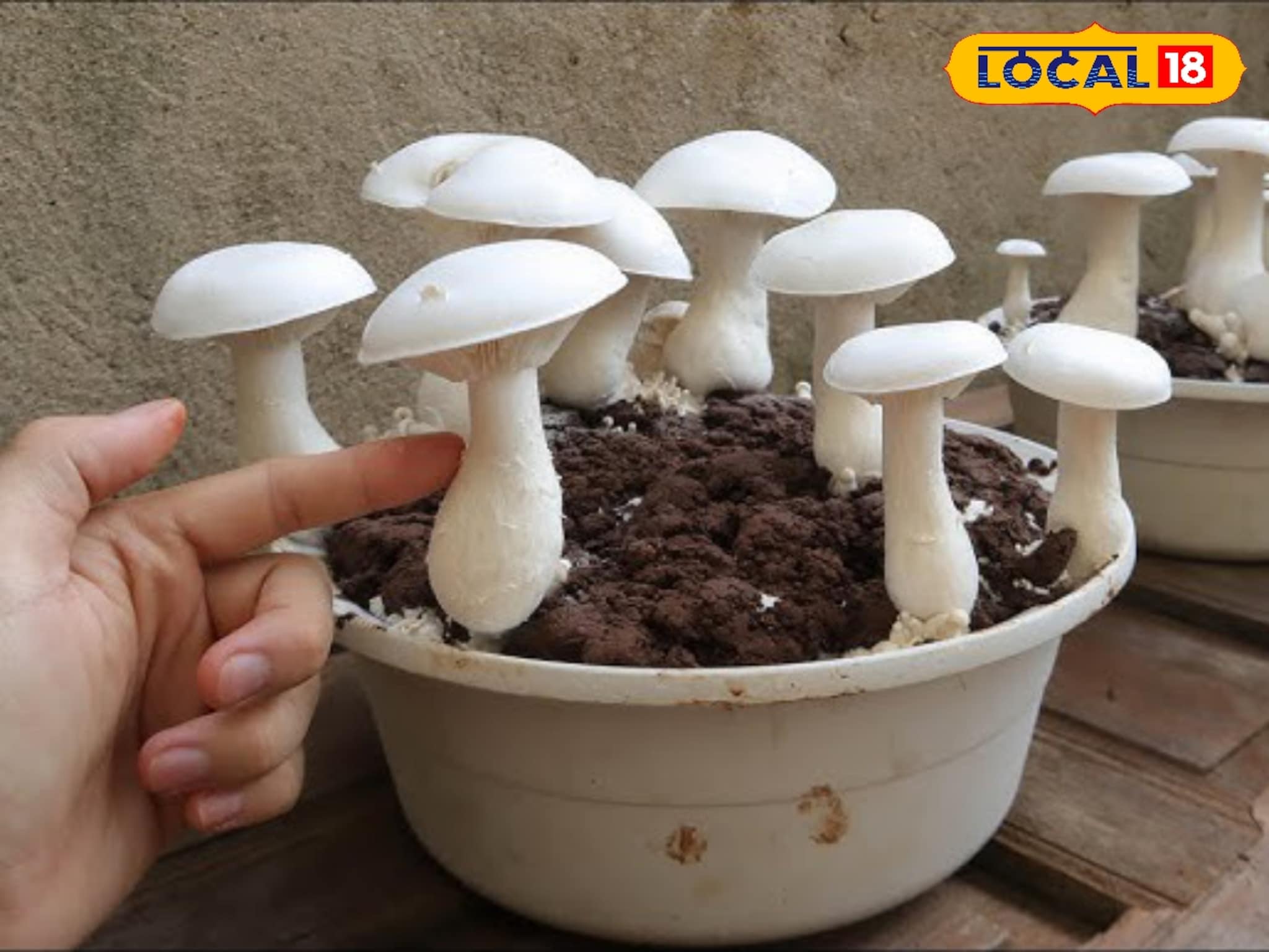 कमी गुंतवणुकीत व्हाल मालामाल, अशी करा मशरूम शेती, कृषी तज्ज्ञांनी दिल्या टिप्स