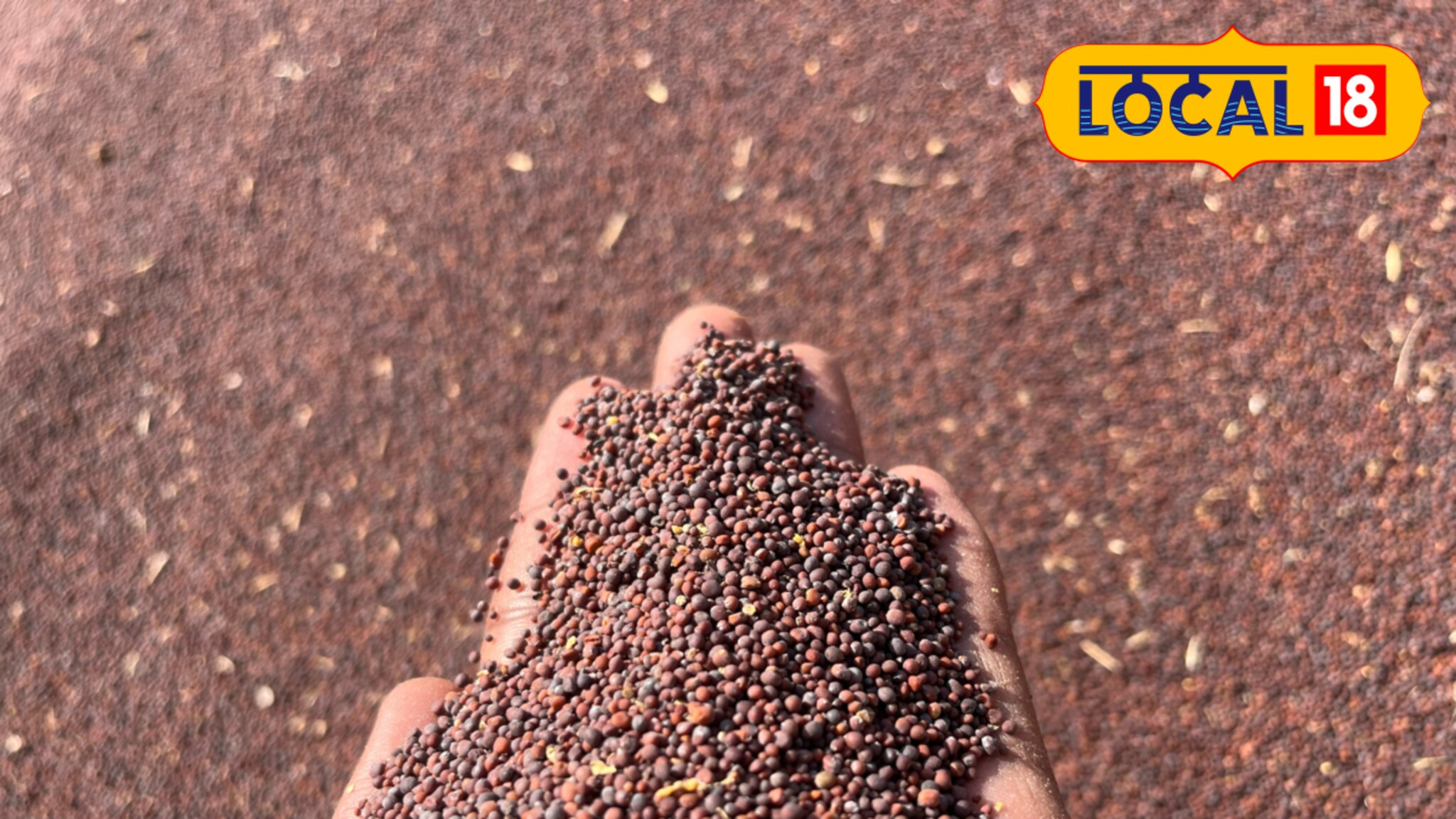 दररोजच्या जेवणाची फोडणी महागणार, मोहरीच्या दरात मोठी वाढ, कारण काय?