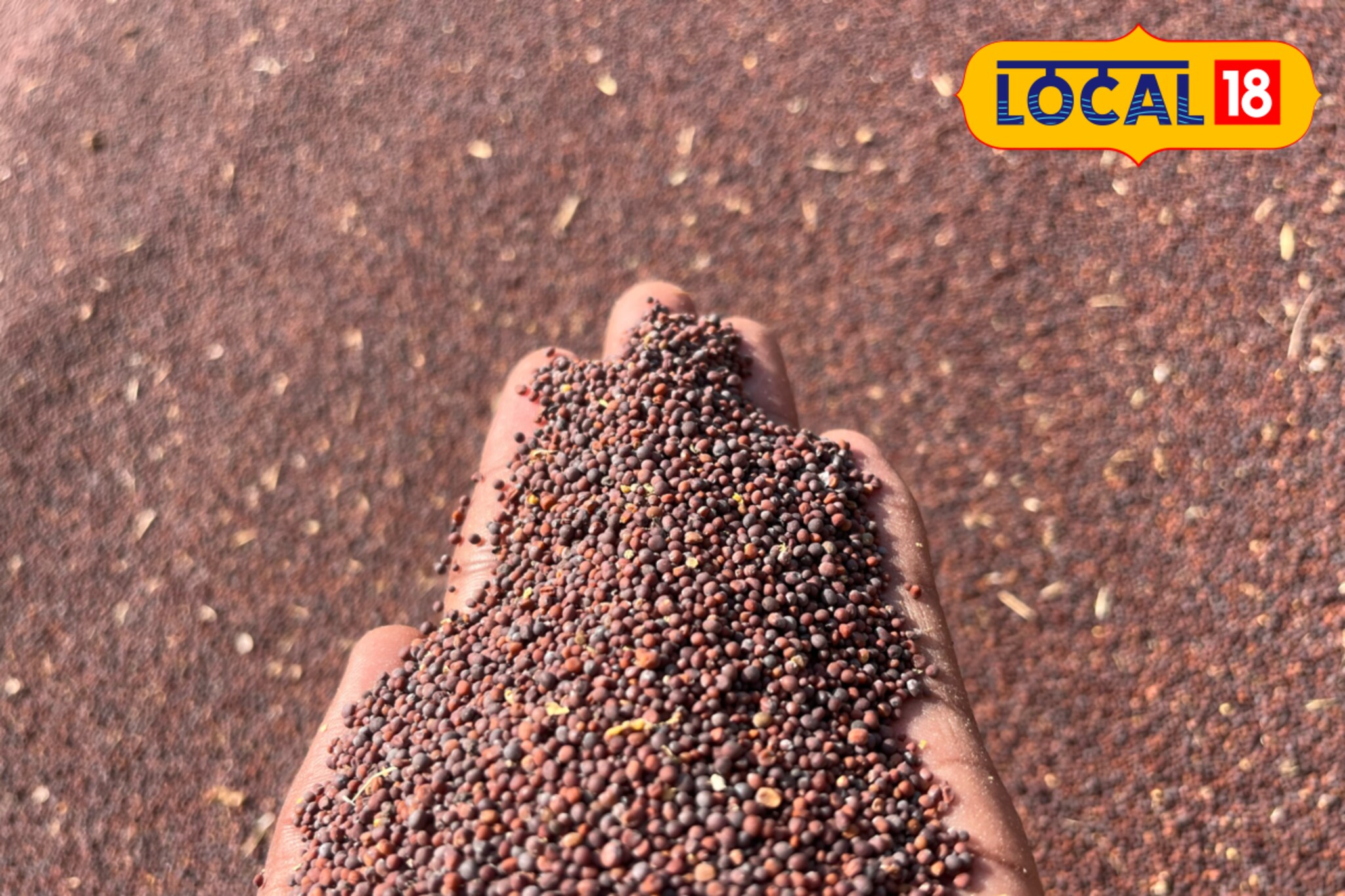 दररोजच्या जेवणाची फोडणी महागणार, मोहरीच्या दरात मोठी वाढ, कारण काय?