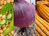 सोयाबीनला आला भाव, कांदा आणि मक्याची परिस्थिती काय? सध्याचा भाव किती?