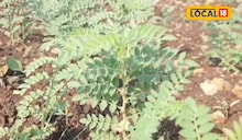 ​असे करा काळ्या मातीत पेरलेल्या हरभरा पिकातील घाटे अळी रोगाचे व्यवस्थापन