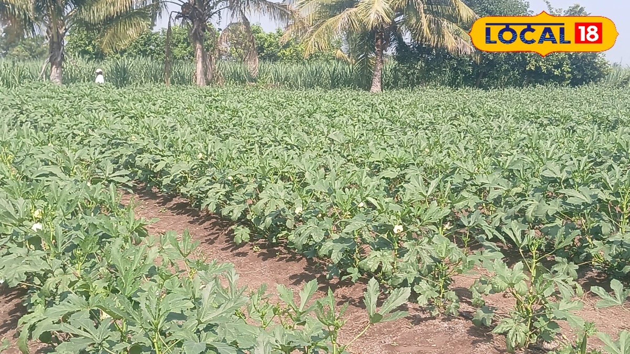 भेंडीने शेतकऱ्याला रातोरात केले मालामाल, पाऊण एकर शेतीतून दीड लाखांचे उत्पन्न