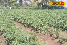 Success Story: भेंडीने शेतकऱ्याला रातोरात केले मालामाल, पाऊण एकर शेतीतून दीड लाखांचे उत्पन्न