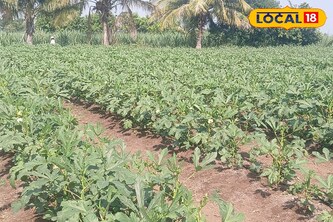 भेंडीने शेतकऱ्याला रातोरात केले मालामाल, पाऊण एकर शेतीतून दीड लाखांचे उत्पन्न