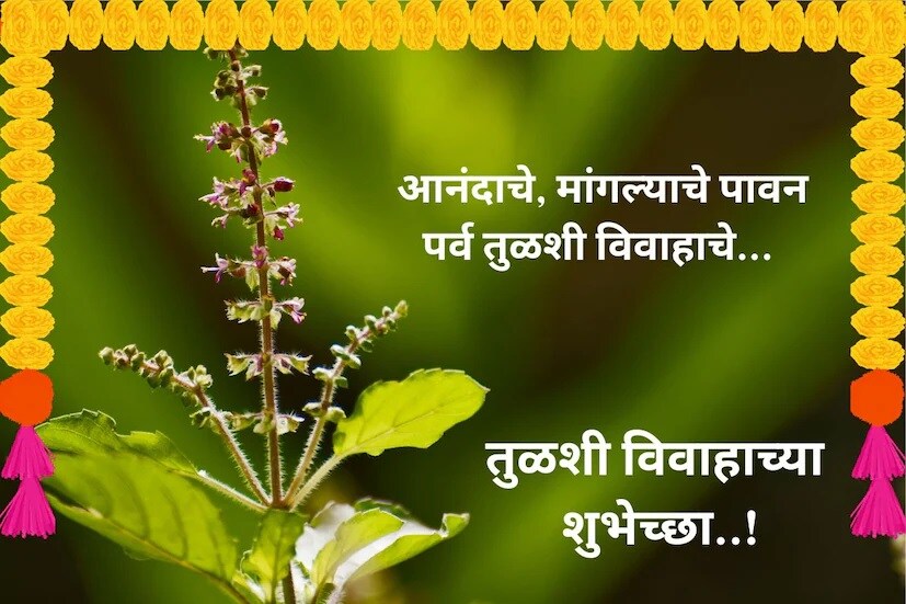आनंदाचे, मांगल्याचे पावन, पर्व तुळशी विवाहाचे, तुळशी विवाहाच्या हार्दिक शुभेच्छा..!