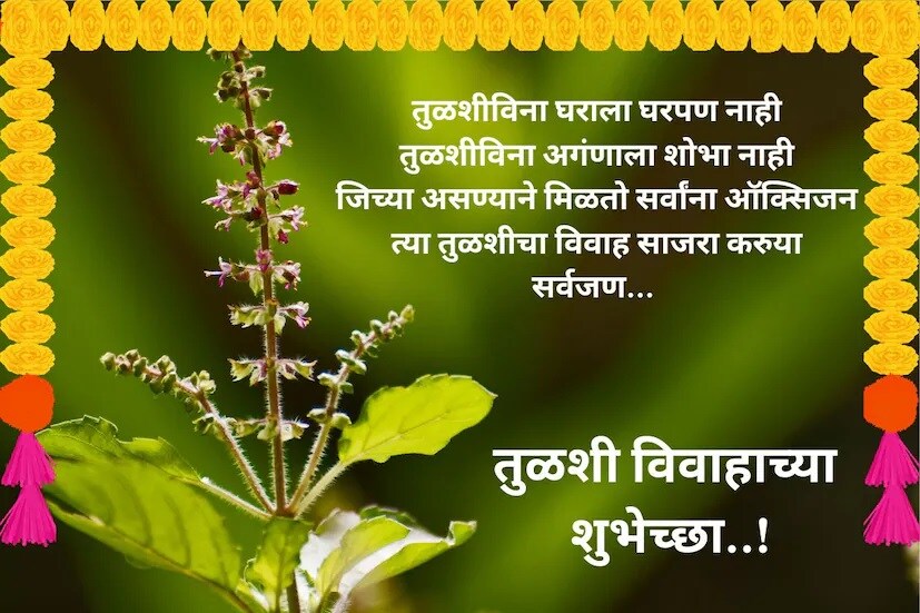 तुळशीविना घराला घरपण नाही, तुळशीविना अगंणाला शोभा नाही, जिच्या असण्याने मिळतो सर्वांना ऑक्सिजन, त्या तुळशीचा विवाह साजरा करुया सर्वजण, तुळशी विवाहाच्या हार्दिक शुभेच्छा..!