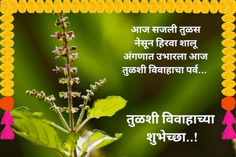 आज सजली तुळस, नेसून हिरवा शालू, अंगणात उभारला आज, तुळशी विवाहाचा पर्व, तुळशी विवाहाच्या हार्दिक शुभेच्छा..!