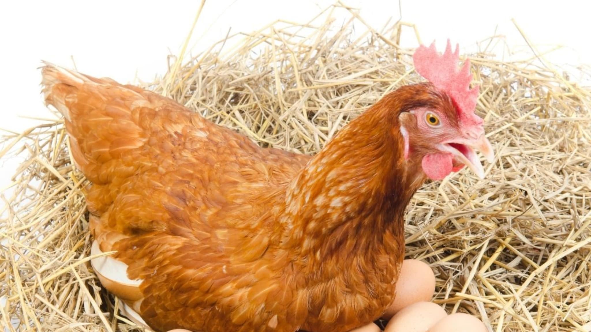 कोंबडी किती अंडी देते? फक्त एक प्रश्न, पोलिसांनी तिघांना केली अटक; प्रकरण काय?