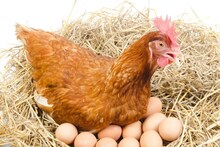 कोंबडी किती अंडी देते? फक्त एक प्रश्न, पोलिसांनी तिघांना केली अटक; प्रकरण काय?