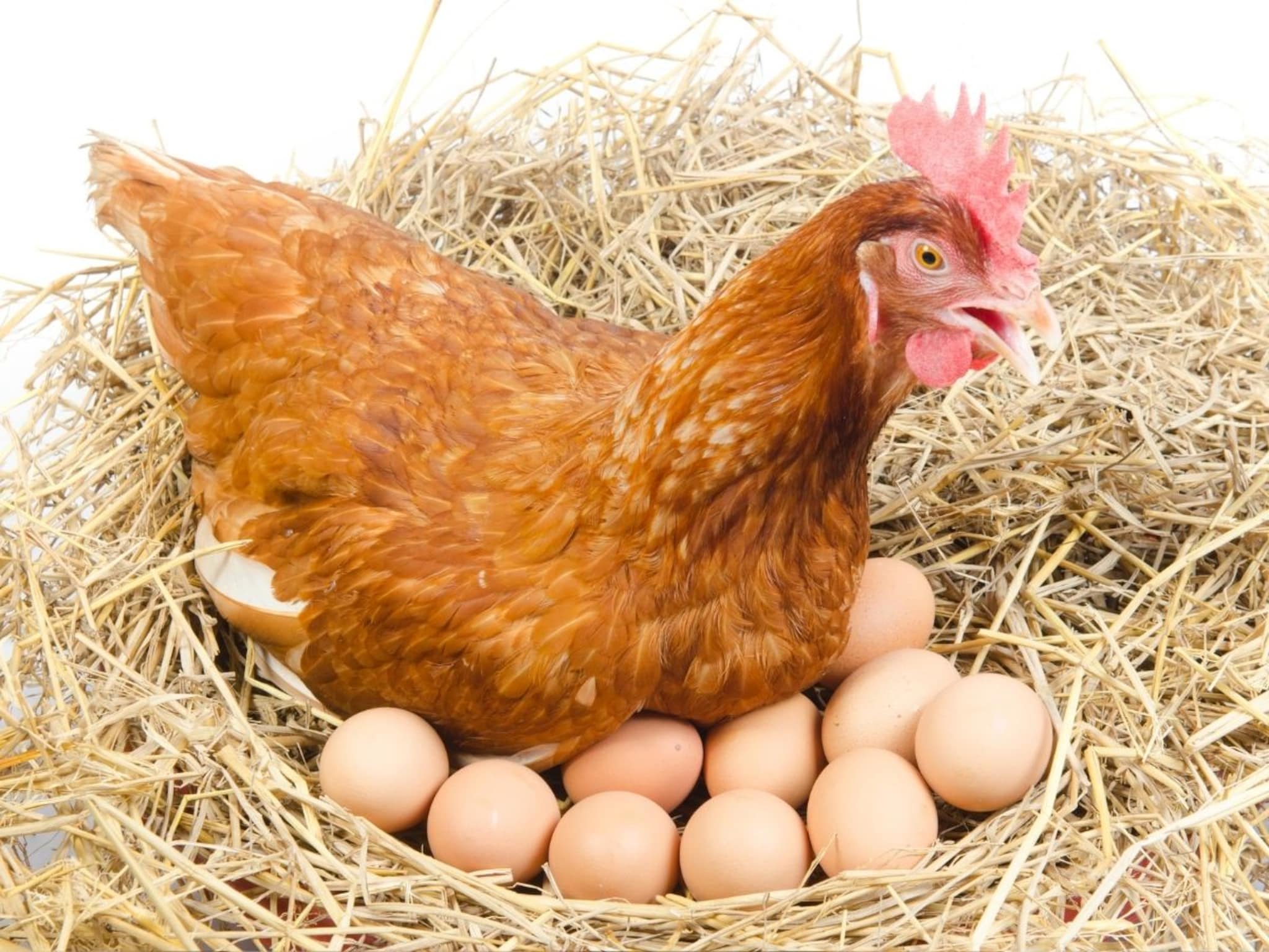 कोंबडी किती अंडी देते? फक्त एक प्रश्न, पोलिसांनी तिघांना केली अटक; प्रकरण काय?