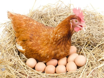 प्रतीकात्मक फोटो प्रतीकात्मक फोटो