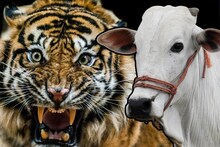 India National Animal : भारतात गाईची पूजा करतात मग ती भारताचा राष्ट्रीय प्राणी का नाही, वाघच का?