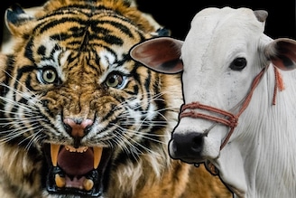 भारतात गाईची पूजा करतात मग ती भारताचा राष्ट्रीय प्राणी का नाही, वाघच का?