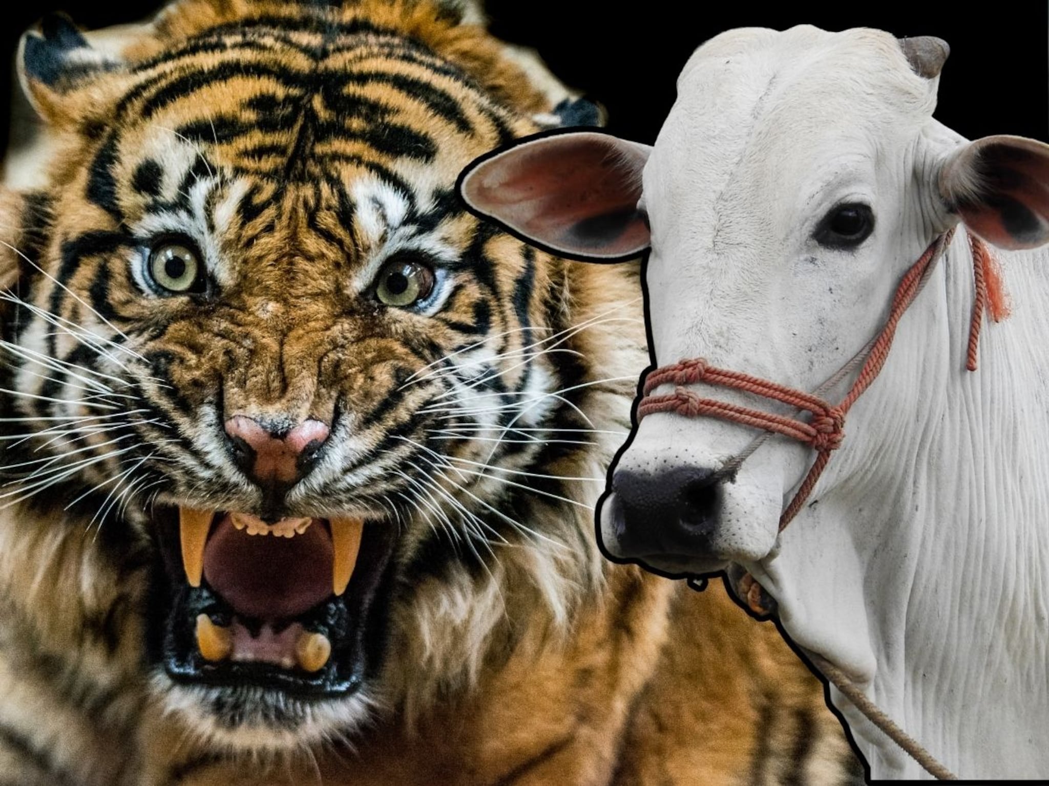 India National Animal : भारतात गाईची पूजा करतात मग ती भारताचा राष्ट्रीय प्राणी का नाही, वाघच का?