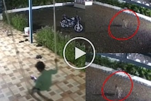 Video: चिमुकला झोक्यावर खेळत होता, अचानक बिबट्याचा हल्ला, पोरगं थोडक्यात वाचलं, थरार सीसीटीव्हीत कैद