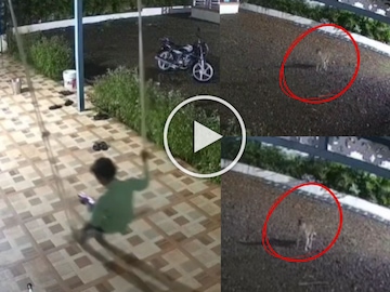 बिबट्याचा हल्ल्याचा प्रयत्न बिबट्याचा हल्ल्याचा प्रयत्न