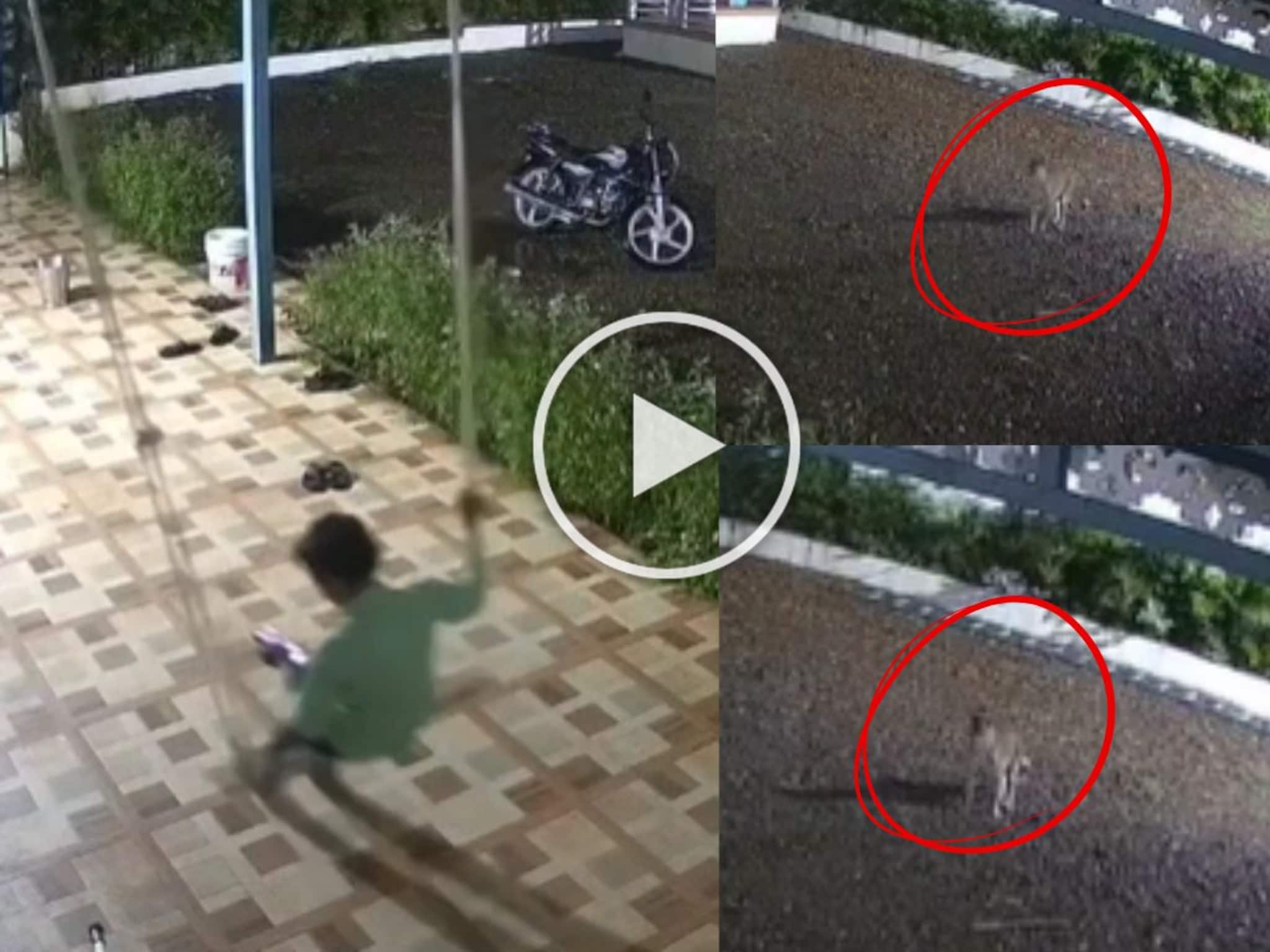 Video: चिमुकला झोक्यावर खेळत होता, अचानक बिबट्याचा हल्ला, पोरगं थोडक्यात वाचलं, थरार सीसीटीव्हीत कैद