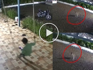 बिबट्याचा हल्ल्याचा प्रयत्न बिबट्याचा हल्ल्याचा प्रयत्न