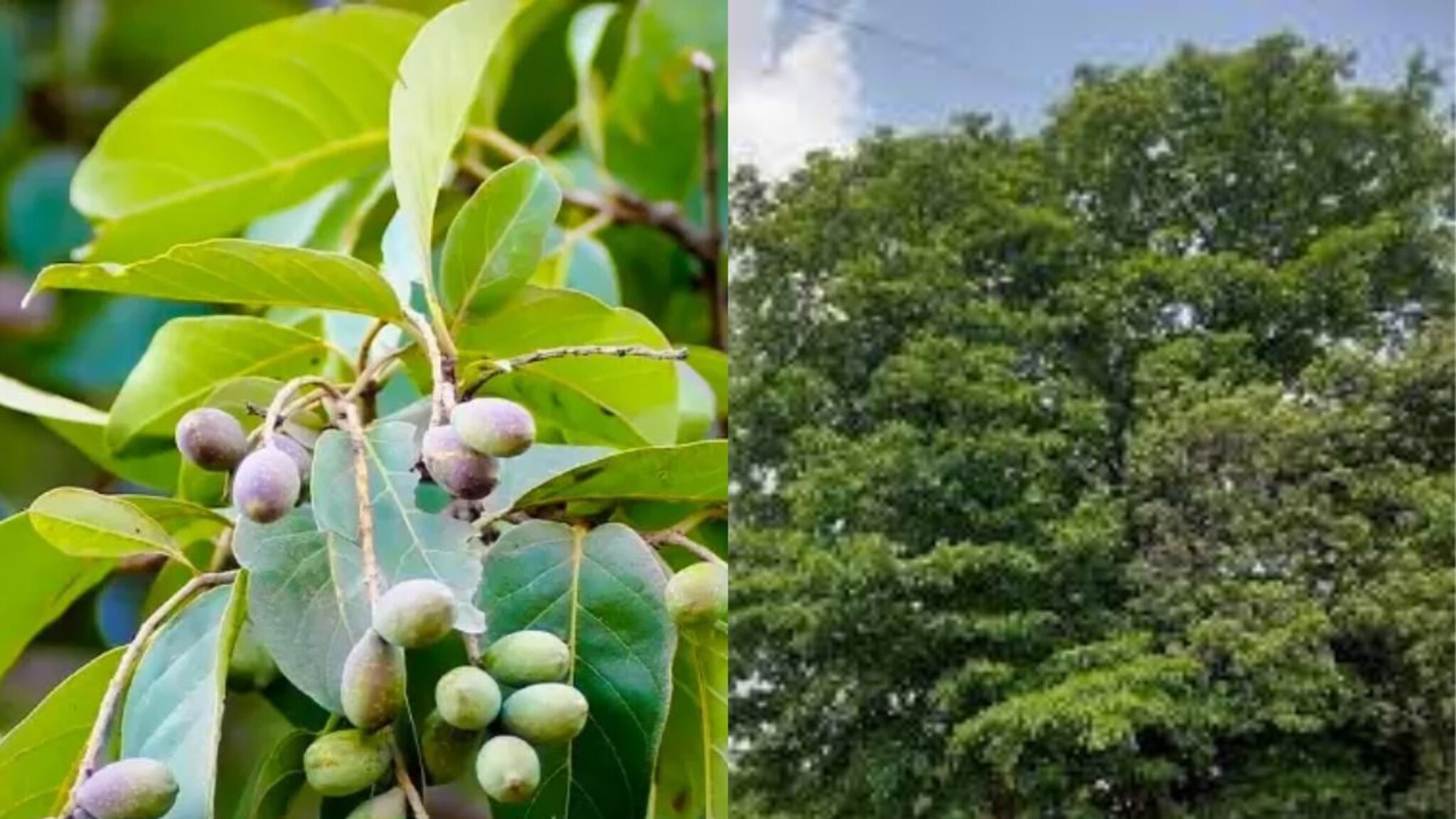 कोल्हापूरचं 'ते' झाड पाहायला परदेशातून लोक येतायत, नेमकं काय आहे खास?