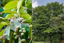 Kolhapur Beheda Tree: कोल्हापूरचं 'ते' झाड पाहायला परदेशातून लोक येतायत, नेमकं काय आहे खास?