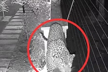 सर्वसामान्यांच्या नरडीचा घोट घेणारा बिबट्या आता राजकरण्याच्या दारात, जुन्नरच्या बड्या नेत्याच्या निवासस्थानी थरार