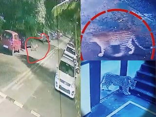 गोरेगावात बिबट्या गोरेगावात बिबट्या