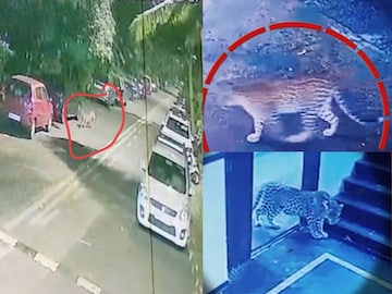 गोरेगावात बिबट्या गोरेगावात बिबट्या