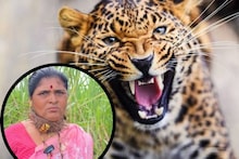 बिबट्याचे रोज हल्ले पण सरकारकडून थंड प्रतिसाद; महिलेनेच शक्कल लढवली, गळ्यात खिळ्यांचा पट्टा