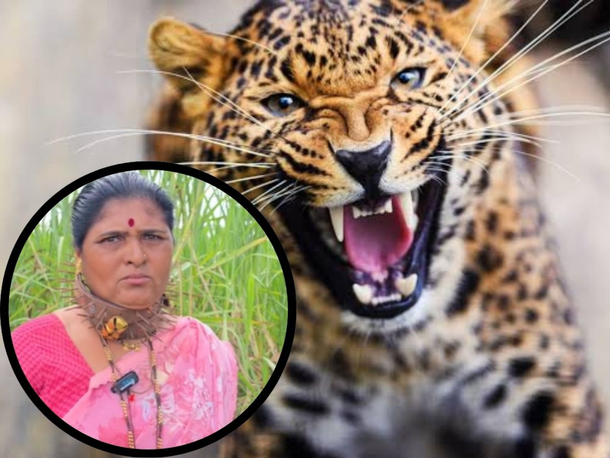 बिबट्याचे रोज हल्ले पण सरकारकडून थंड प्रतिसाद; महिलेनेच शक्कल लढवली