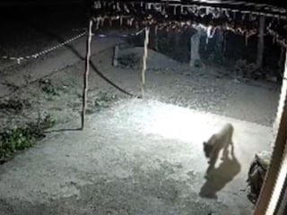 खेडमध्ये बिबट्याचा शेतकऱ्याच्या घरावर हल्ल्याचा प्रयत्न