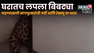 4 तास त्याने अधिकाऱ्यांना दमवलं, अखेर एका डार्टनं शांत केलं, बिबट्याच्या रेस्क्यूचा थरार, VIDEO