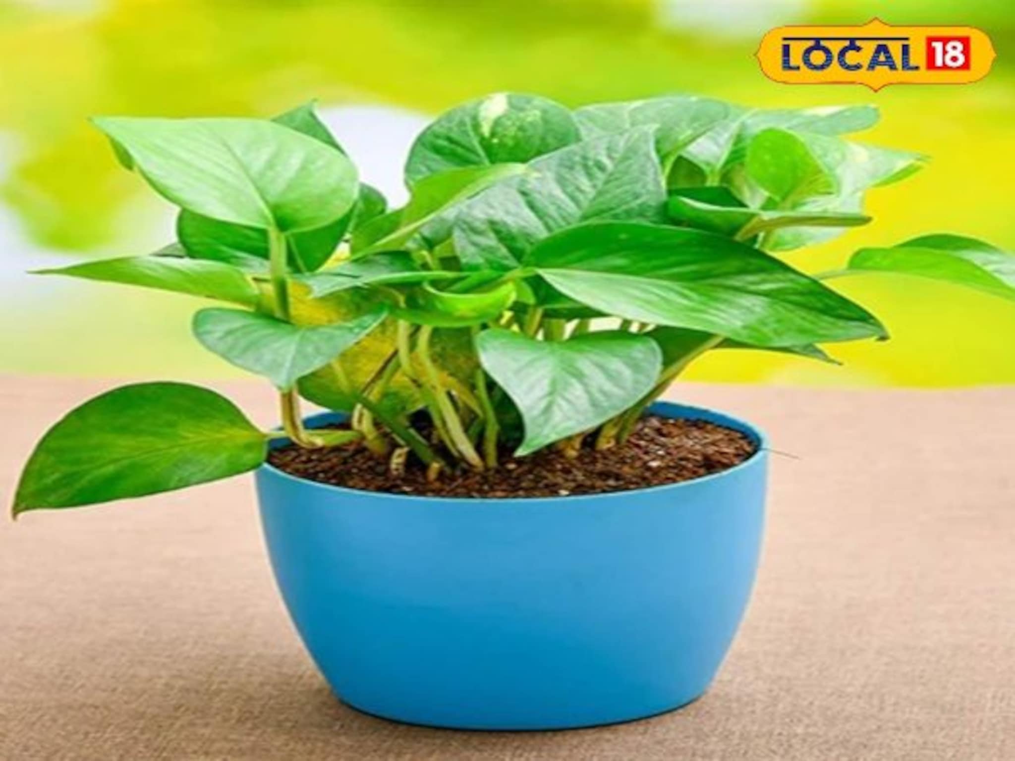 चोरलेला मनी प्लांट लावणं शुभ की अशुभ?, अनेकांना माहिती नसेल, महत्त्वाची माहिती.., VIDEO