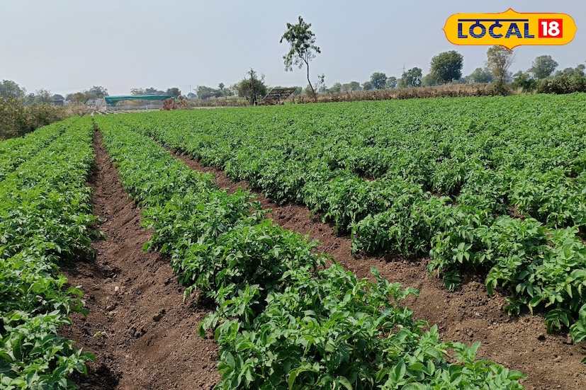 बटाट्याच्या लागवडीतील सर्वात मोठं आव्हान होतं पाण्याची कमतरता. एक एकर क्षेत्रामध्ये सिंचनाची कोणतीही सुविधा उपलब्ध नव्हती. मात्र, दीपक यांनी हा अडथळा दूर करण्यासाठी घरच्यांच्या मदतीने बोरवेल घेतली आणि सुदैवाने पाणीही उपलब्ध झाले. त्यानंतर ठिबक सिंचन, माती परीक्षण आणि योग्य खत व्यवस्थापनाचा वापर करून त्यांनी शास्त्रशुद्ध पद्धतीने शेती केली. त्याचा थेट परिणाम उत्पादनावर झाला आणि कमी क्षेत्रातही लखलाभ शक्य असल्याचे सिद्ध झाले.
