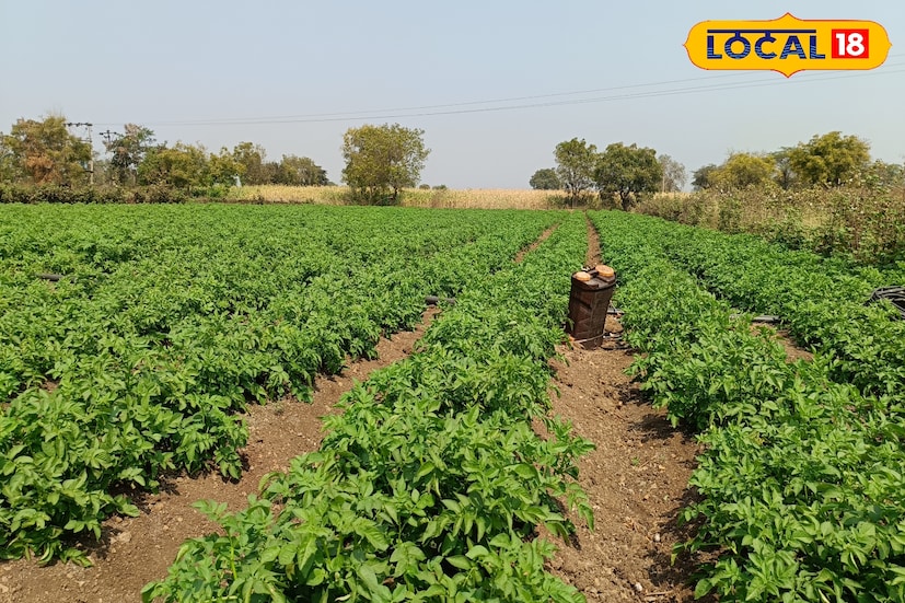 दीपक सोनवणे यांचे शिक्षण हे कृषी क्षेत्रात झाले आहे. त्यांनी नोकरीसाठी अनेक ठिकाणी अर्ज केले, मुलाखती दिल्या, पण समाधानकारक संधी मिळाली नाही. मात्र त्यांनी निराशा न बाळगता शेतीत नव्या पद्धतीने प्रयत्न करूया असा विचार करून बटाट्याची लागवड करण्याचा निर्णय घेतला. सुरुवातीला कुटुंबीयांनी थोडी काळजी व्यक्त केली, परंतु दीपक यांची जिद्द पाहता त्यांनी साथ दिली. त्यानंतर या शेती प्रयोगाला खऱ्या अर्थाने सुरुवात झाली.