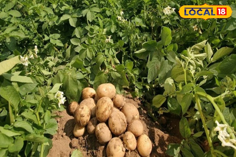 दीपक सोनवणे यांचा हा प्रवास अनेक तरुणांसाठी प्रेरणादायी ठरत आहे. कृषी शिक्षण घेतलेल्या युवकांनी नोकरीच्या मागे धावण्यापेक्षा शेतीत नव्या संधी शोधाव्यात, असा संदेश त्यांच्या यशातून मिळतो. कोरडवाहू भागातही योग्य नियोजन, तांत्रिक माहिती आणि कष्ट यांद्वारे शेतीत भरघोस नफा मिळू शकतो, हे दीपक यांनी सिद्ध केले आहे. त्यांच्या या यशोगाथेतून एक संदेश स्पष्ट दिसतो शेती ही केवळ उदरनिर्वाहाचे साधन नसून एक फायदेशीर व्यवसायही ठरू शकतो.