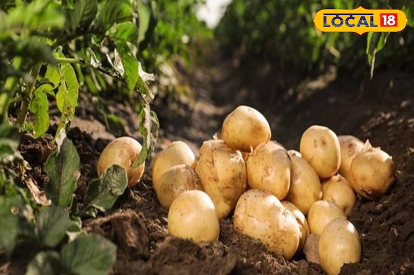 उत्पादनावरच भर न देता दीपक सोनवणे यांनी बाजारपेठेचा अभ्यास केला. यंदा चांगल्या वेळेत बटाट्याची विक्री केल्याने त्यांना चांगला दर मिळाला आणि नफ्यात वाढ झाली. अशा प्रकारे एका वर्षातच त्यांनी सुमारे 3 लाख रुपयांचा नफा कमावला. त्यांच्या शेतातील गुणवत्तापूर्ण उत्पादनामुळे व्यापाऱ्यांनीही थेट शेतातूनच खरेदी करण्यास सुरुवात केली आहे. त्यामुळे त्यांच्या आर्थिक स्थितीत सकारात्मक बदल झाला आहे.