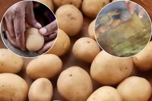 Potato Recipe Video : आजीच्या पद्धतीने बनवा बटाट्याचा एक वेगळाच चटपटीत गावरान पारंपरिक पदार्थ, चिरण्याची पद्धतही वेगळी