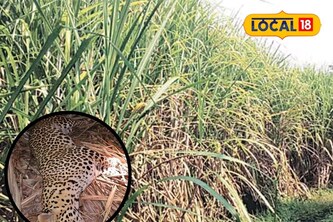 शेकडो कर्मचाऱ्यांची फिल्डिंग, डार्ट फसला अन्... नरभक्षक बिबट्या कसा संपला?