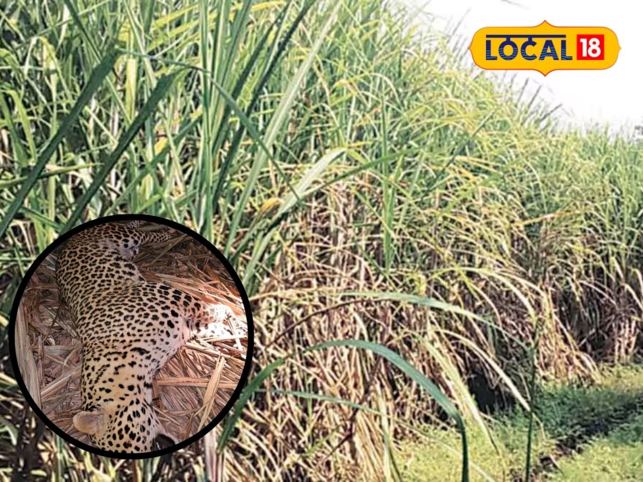 Pune : ड्रोनचा वापर, शेकडो कर्मचाऱ्यांची फिल्डिंग, डार्ट फसला अन्... नरभक्षक बिबट्या कसा संपला?