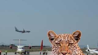 Pune Airport Leopard