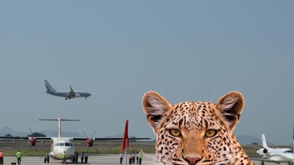 Pune Airport Leopard Pune Airport Leopard