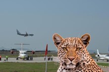 Pune Leopard:  पुण्यात अलर्ट जारी;  एअरपोर्टवर बिबट्या स्पॉट, पिंजरे लावले, सुरक्षेचा प्रश्न ऐरणीवर