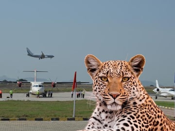 Pune Airport Leopard Pune Airport Leopard