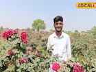 शिक्षण घेतांनी शेतीकडे लक्ष, गोविंदने केली गुलाब लागवड, वर्षाला 7 लाख कमाई