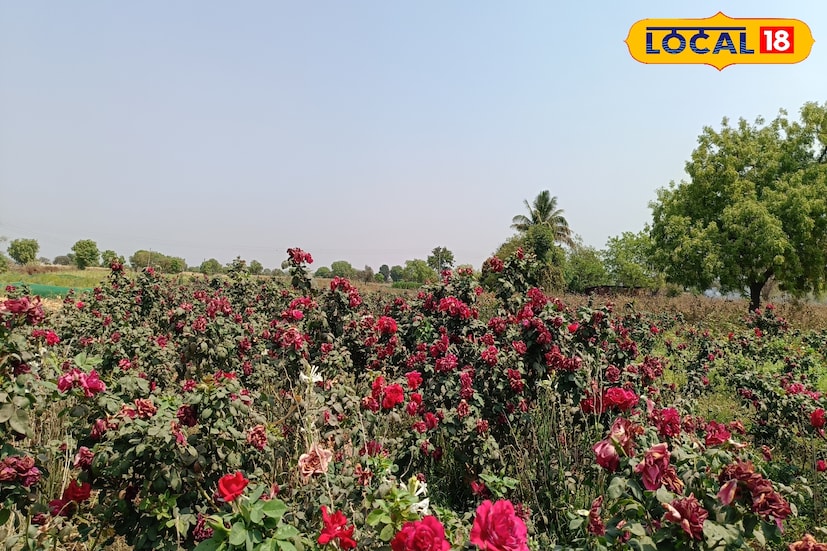 गेल्या दोन वर्षांपासून गोविंद सातत्याने गुलाब शेतीतून भरघोस उत्पन्न घेत आहेत. स्थानिक बाजारपेठेबरोबरच आसपासच्या शहरांमधून देखील व्यापारी त्यांच्या गुलाबांची मागणी करतात. मंदिरे, हॉटेल, पूजाविधी, तसेच लग्नसमारंभ यांसाठी गुलाबांची मोठी खप आहे. या मागणीमुळे त्यांना त्यांच्या उत्पादनाला योग्य भाव मिळतो. परिणामी, त्यांना वर्षाकाठी सहा ते सात लाख रुपयांचा निव्वळ नफा मिळतो, जो पारंपरिक पिकांच्या तुलनेत दुपटीने अधिक आहे.