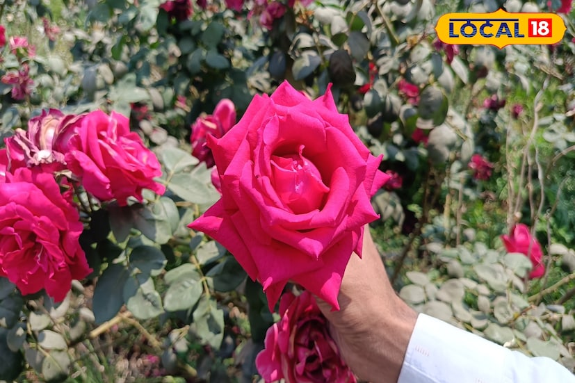 तसेच सेंद्रिय खतांचा वापर करून त्यांनी उत्पादनाची गुणवत्ता टिकवून ठेवली आहे. गुलाब फुलांना बाजारात चांगली मागणी असल्याने त्यांना वर्षभर विक्रीसाठी स्थिर बाजारपेठ मिळते.