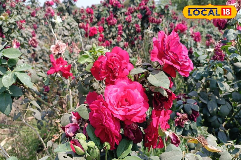 गोविंद चव्हाण यांनी शेतीमध्ये नियोजनबद्धता आणि बाजारपेठेचे ज्ञान या दोन गोष्टींवर विशेष भर दिला आहे. गुलाब लागवड करताना योग्य जातींची निवड, वेळेवर छाटणी, सिंचन आणि खत व्यवस्थापन या सर्व गोष्टींचा त्यांनी काटेकोर अभ्यास केला. त्यांच्या मेहनतीमुळे आणि दूरदृष्टीमुळे त्यांची गुलाब शेती आज परिसरात आदर्श मानली जाते.