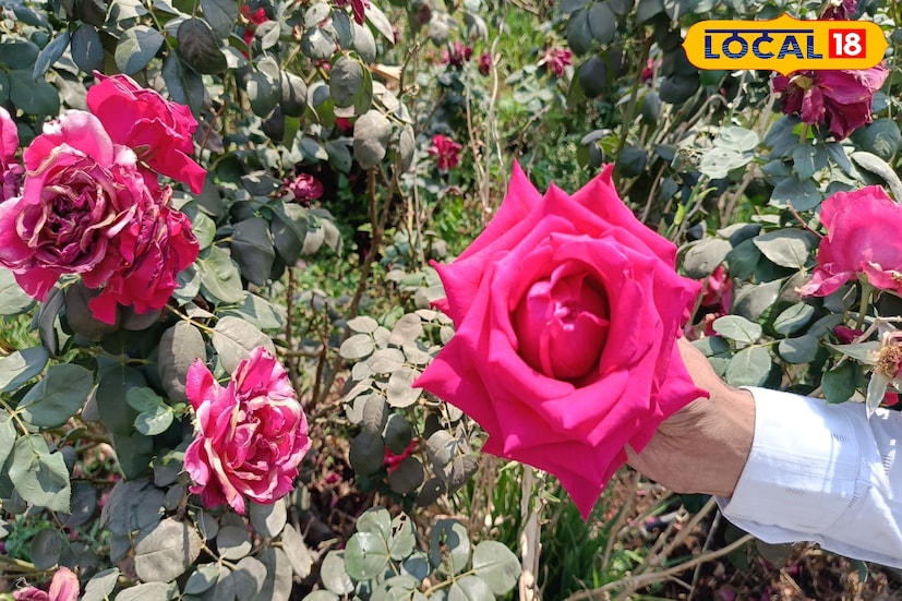 गोविंद चव्हाण यांचा हा उपक्रम ग्रामीण भागातील तरुणांसाठी प्रेरणादायी ठरत आहे. शिक्षण घेत असतानाच शेतीला व्यावसायिक स्वरूप देऊन त्यांनी यश मिळवले आहे.
